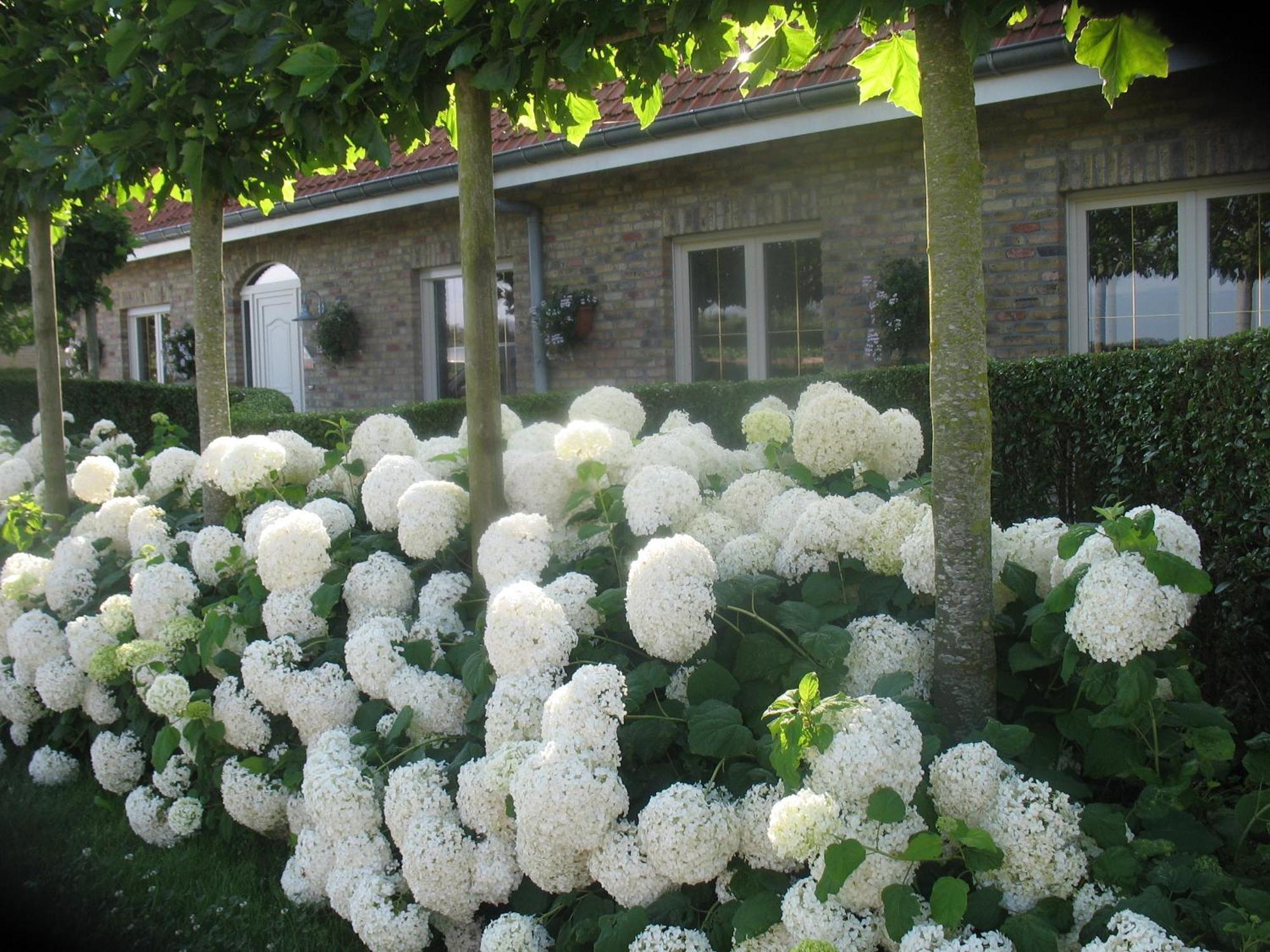 B&B Greenhouse 37 Langemark Esterno foto
